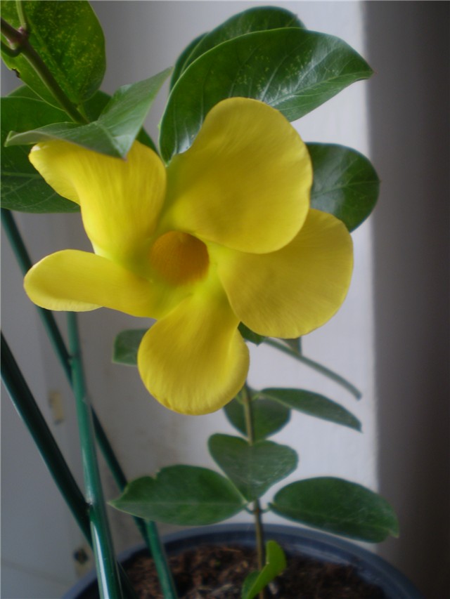 dipladenia